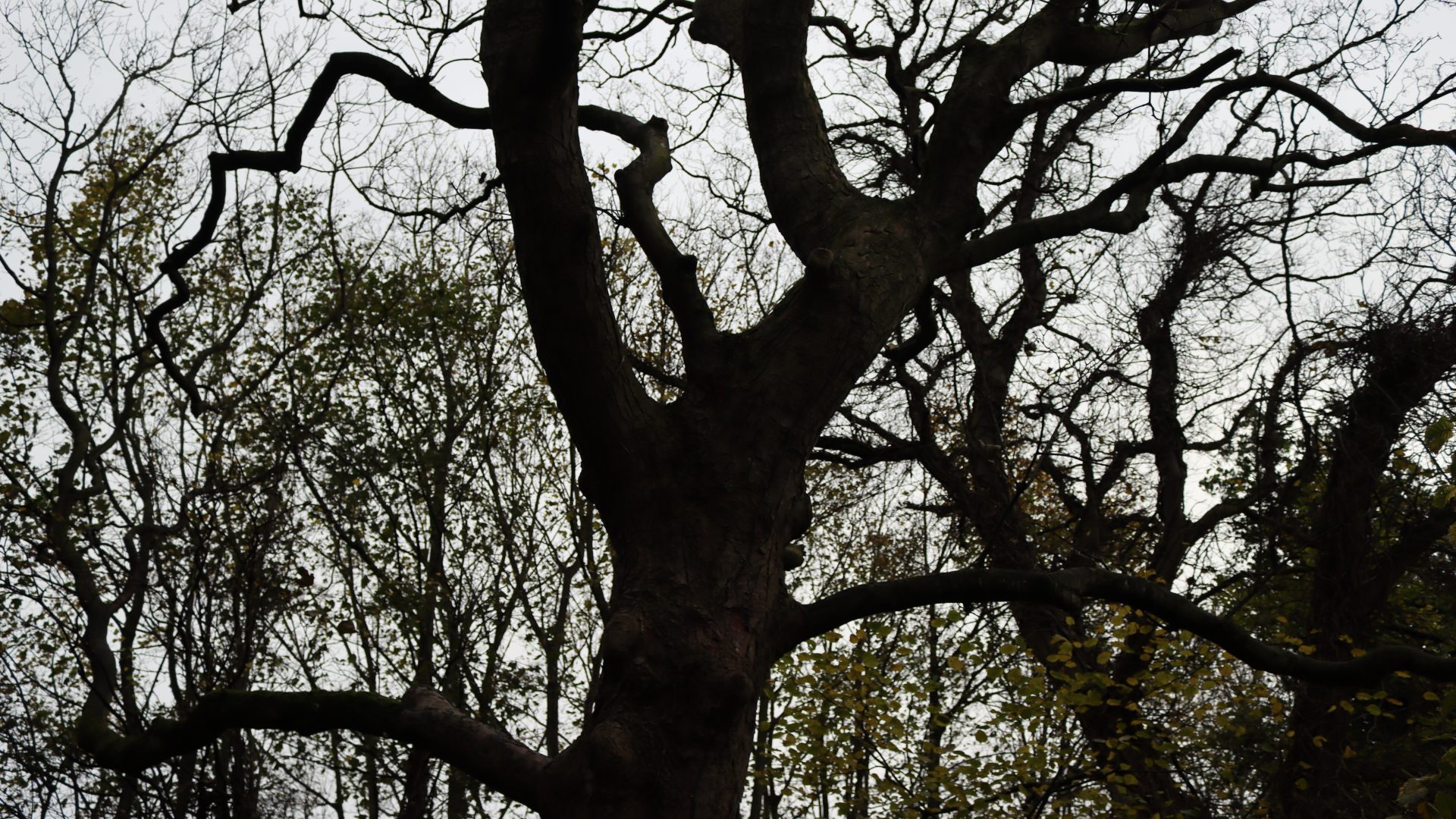 Silhouette of trees in a wood