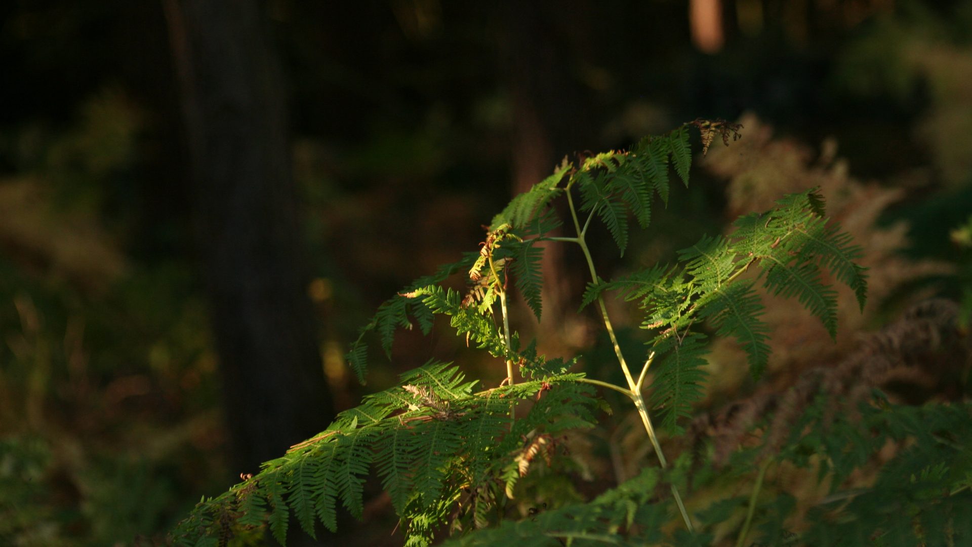 Fern in sunlight